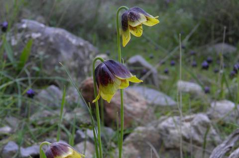 Fritillaria rhodocanakis Orph. ex Baker subsp. rhodocanakis 