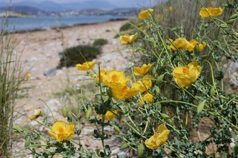 Glaucium flavum Crantz