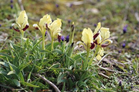 Iris attica Boiss. & Heldr.