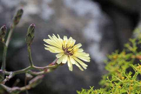 Lactuca tuberosa Jacq.