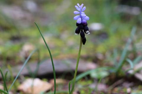 Muscari pulchellum Heldr. & Sartori ex Boiss. subsp. pulchellum 