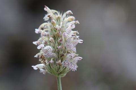 Nepeta argolica Bory & Chaub. subsp. argolica 