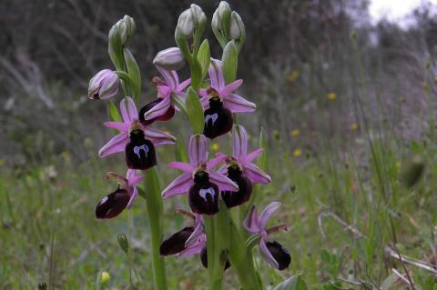 Ophrys ferrum-equinum Desf. subsp. ferrum-equinum 