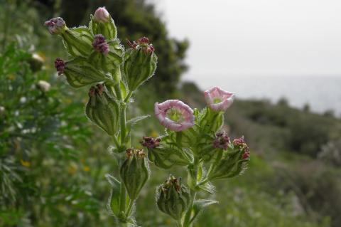 Silene apetala Willd.