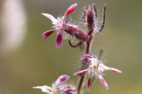 Silene gallica L. 