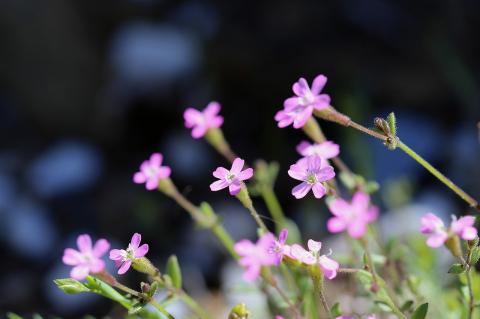 Silene pentelica Boiss.