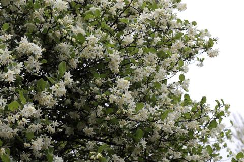 Styrax officinalis L.