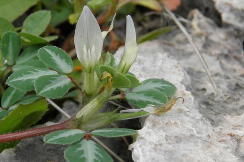 Trigonella cariensis Boiss.