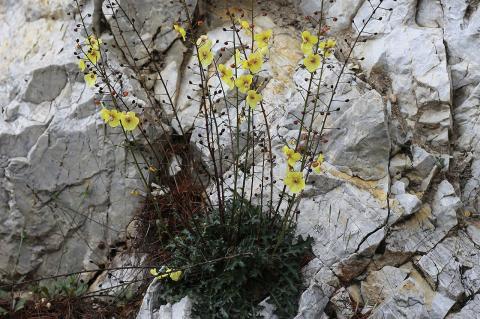 Verbascum boissieri (Boiss.) Kuntze.