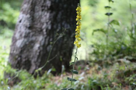 Verbascum delphicum Boiss. & Heldr.