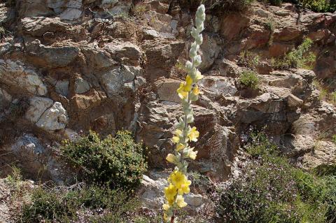 Verbascum pentelicum Murb.