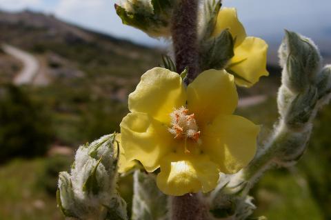 Verbascum pentelicum Murb.