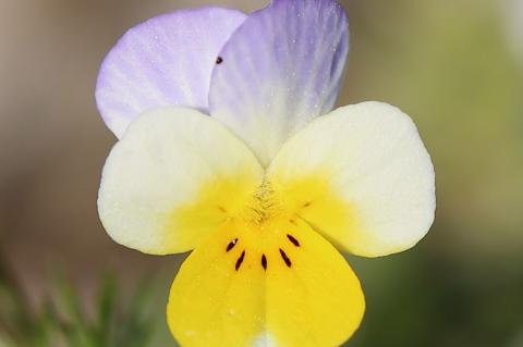 Viola hymettia Boiss. & Heldr.