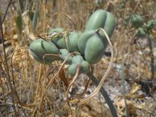 Pancratium maritimum (I. Bazos)