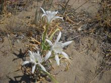 Pancratium maritimum (I. Bazos)