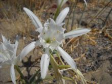 Pancratium maritimum (I. Bazos)