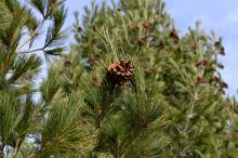 Pinus peuce by Giorgos Poulis