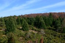 Pinus peuce by Giorgos Poulis