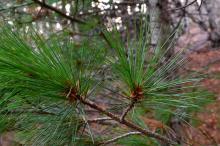 Pinus peuce by Giorgos Poulis