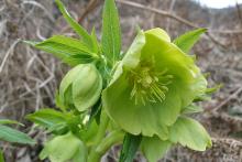 Helleborus odorus cyclophyllus by D. Samaras