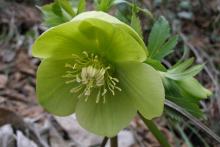 Helleborus odorus cyclophyllus by D. Samaras