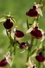 Ophrys helenae by Martha Charitonidou