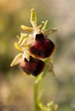 Ophrys helenae by Martha Charitonidou
