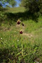 Ophrys helenae by Martha Charitonidou