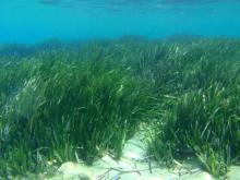 Posidonia oceanica - C. Katsaros, V. Papathanasiou
