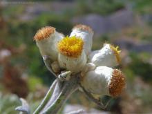 Helichrysum amorginum by Konstantinos Kougioumoutzis - www.hbs.gr