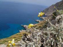Helichrysum amorginum by Konstantinos Kougioumoutzis - www.hbs.gr