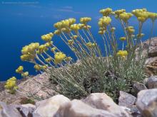 Helichrysum amorginum by Konstantinos Kougioumoutzis - www.hbs.gr