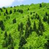 Μικτό δάσος (Mixed forest of) Abies alba και (and) Fagus orientalis 