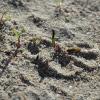 Αρτίβλαστα (seedlings) Crithmum maritimum 