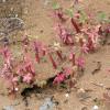 Euphorbia dendroides L.