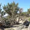 Juniperus macrocarpa Sm.