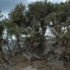 Juniperus macrocarpa Sm.