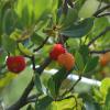 Arbutus unedo L.