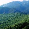 Μικτό δάσος (Mixed forest of) Castanea sativa και (and) Abies cephalonica 