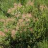 Cotinus coggygria Scop.