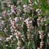 Erica arborea L.