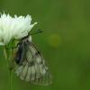 Allium phthioticum Boiss. & Heldr.