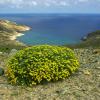 Alyssum tenium Halácsy.