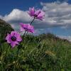 Anemone pavonina Lam.