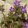 Campanula drabifolia Sm.