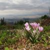 Colchicum cupanii Guss.