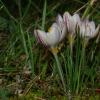 Crocus laevigatus Bory & Chaub.