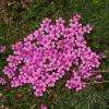 Dianthus tymphresteus (Boiss. & Spruner) Boiss.