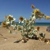 Eryngium maritimum L.