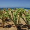 Euphorbia paralias L.